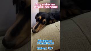 【ENG•SUB】【miniaturedachshundkaikun】my dog make me stroke his head‼️miniaturedachshundkawii [upl. by Vrablik946]