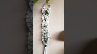 DIY Macrame Air Plant Hanger  Tanaman UdaraquotTilansiaquotdiy shorts trending explore macrame tips [upl. by Guadalupe]