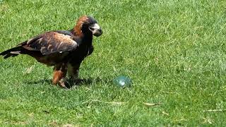 Wedge Tail Eagle Breaking Egg Open With A Stone [upl. by Stillman]