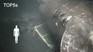 5 Most Mysterious amp Unexplained Sea Creatures [upl. by Yboj237]