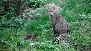 Wilde kat op de weg terug [upl. by Hasty]