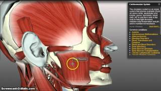 Muscles of Mastication [upl. by Enilra]