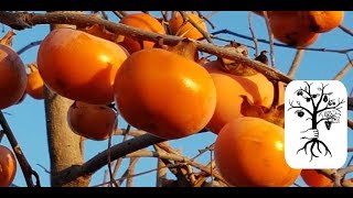 Kaki aus dem eigenen Garten essen  ein Traum [upl. by Ilzel]