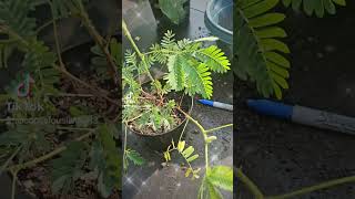 Mimosa pudica touch me not plant garden zone6a [upl. by Lamak]