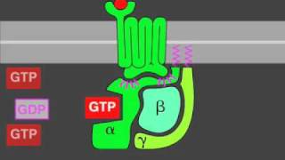 Gprotein signaling [upl. by Annnora260]