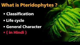 What is pteridophytes   classification  life cycle  general characters  in Hindi [upl. by Tereve]