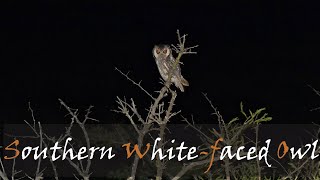 Southern Whitefaced Owl Ptilopsis granti Bird Call  Nocturnal Birds  Stories Of The Kruger [upl. by Eduardo946]