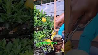 Panen bush jeruk bonsai fypシ゚viral monetisasichannel monetisasi shortvideo [upl. by Thrift88]