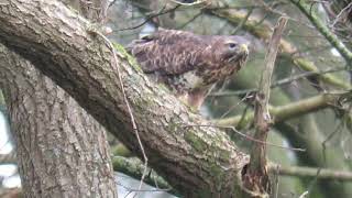 Buizerd heeft een kikker gevangen [upl. by Yrmac]