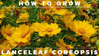 Coreopsis  Complete Grow and Care Guide [upl. by Dove]