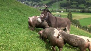 TeglbauerFamilie Wallner in Uttendorf Sommer und Winterurlaub im Pinzgau [upl. by Smaj867]