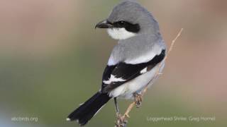 Loggerhead Shrike Call [upl. by Ledarf]