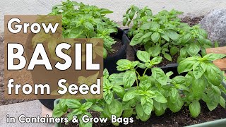 How to Grow Basil from Seed in Containers  from Seed to Harvest [upl. by Siraved]