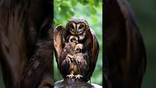 Mother Owl Sheltering Her Chicks from the Rain mother birds owl [upl. by Werby952]