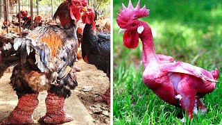 AS 8 RAZAS DE GALLINAS MÁS EXÓTICAS DEL MUNDO [upl. by Amikat]