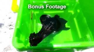 Rare Black Sea Slug Reef Tank Ninja Crab [upl. by Korry]