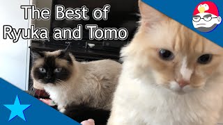 The Best of Ryuka and Tomo Actual Human Sons  NLSS Highlights [upl. by Lourie511]