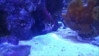 Frogfish Eating in slow motion [upl. by Repotsirhc]