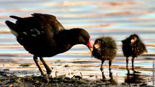 Moorhen  bird call [upl. by Eirolav31]