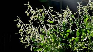 Nicotiana  Fragrant Cloud [upl. by Ynetruoc305]