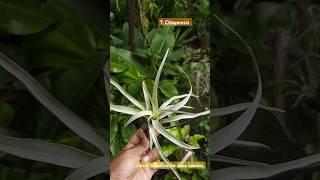 Tillandsia Chiapensis hard leafpupplants airplants airplantcare garden nature [upl. by Gall]