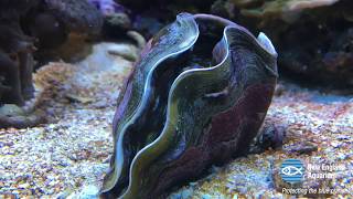 Giant Clam Opens Up [upl. by Nonie]