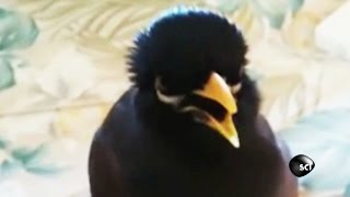 quotIm a Chickenquot Says This Talking Mynah Bird [upl. by Tikna]