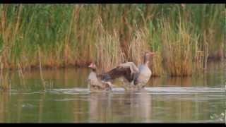 Graugänse  Greylag Geese  Anser anser [upl. by Assirolc950]