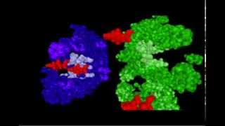 DNA RNA and Protein synthesismp4 [upl. by Razec]