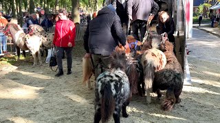 Pferde verladen nach dem  ZUIDLAREN Paardenmarkt in Holland NL 17102023 [upl. by Mailand921]