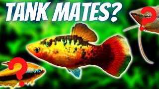 Platy Fish Tank Mates 10 Fish You Can Keep With Platies [upl. by Cindra]