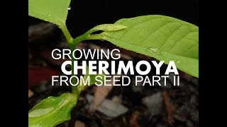 How to grow CHERIMOYA from seed Part 2 [upl. by Mamie]