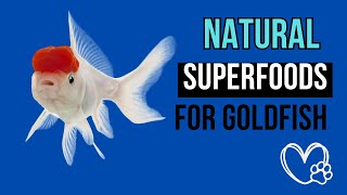 Natural superfood for your GOLDFISH TOP 16 [upl. by Klemm939]