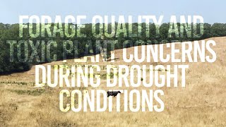 Forage Quality and Toxic Plant Concerns During Drought Conditions [upl. by Yeblehs512]