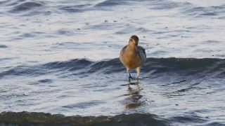 Bartailed Godwits Limosa lapponica  Pfuhlschnepfen 2 [upl. by Neirrad600]