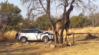 Giraffe attacks Range Rover Evoque car [upl. by Dede949]