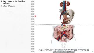 ANATOMIE FMPM LES URETERES [upl. by Hackathorn]