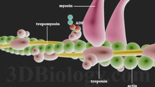 Muscle Contraction 3D [upl. by Maillil]