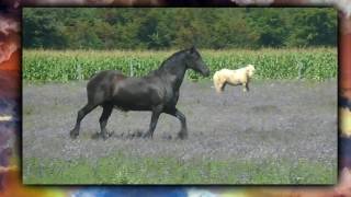 Fiesta dans le pré les animaux au galop [upl. by Kotta680]