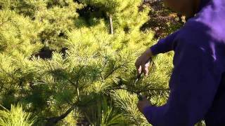 Pruning a Japanese red Pine [upl. by Auqinu]