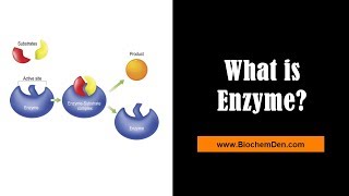 What are Enzymes Substrate and Product  BiochemDencom [upl. by Jandy]