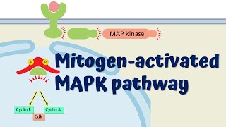 MAPK Signaling Pathway  Animated Explanation [upl. by Bottali615]