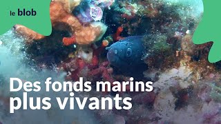 Des fonds marins plus vivants  Nature  futur [upl. by Sasnak]