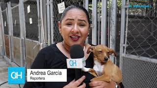 Adopción de perros y gatos en Tijuana [upl. by Rammus]