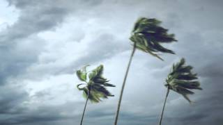 Palm Trees On Wind [upl. by Sadiras]