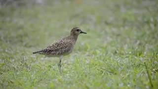 Kolea Pacific goldenplover foraging for food in November in Hawaii [upl. by Sommer931]