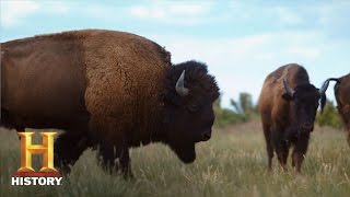 Ranchlands Bison Season Episode 4  History [upl. by Euqinna]