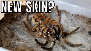 Incredible footage of a GOLIATH BIRDEATER tarantula shedding its skin Theraphosa stirmi moult [upl. by Gussie]