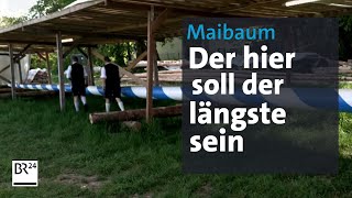 Der längste Maibaum steht in Aying  Abendschau  BR24 [upl. by Dorothy510]