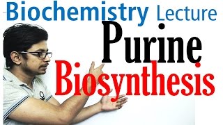 Purine biosynthesis [upl. by Dragde]